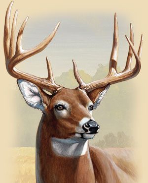 The Outdoorsman’s blog